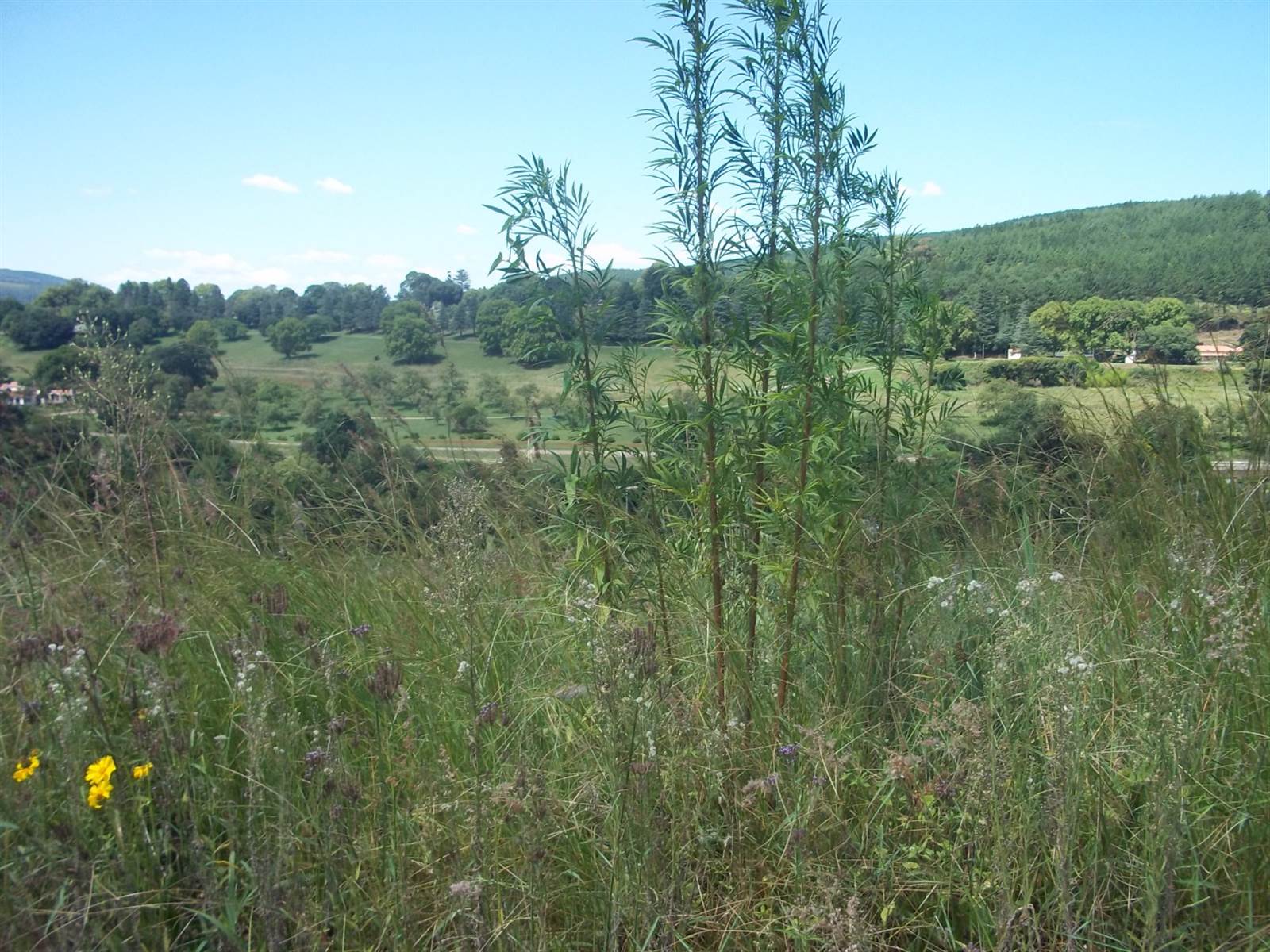 1806 m² Land available in Sabie photo number 3