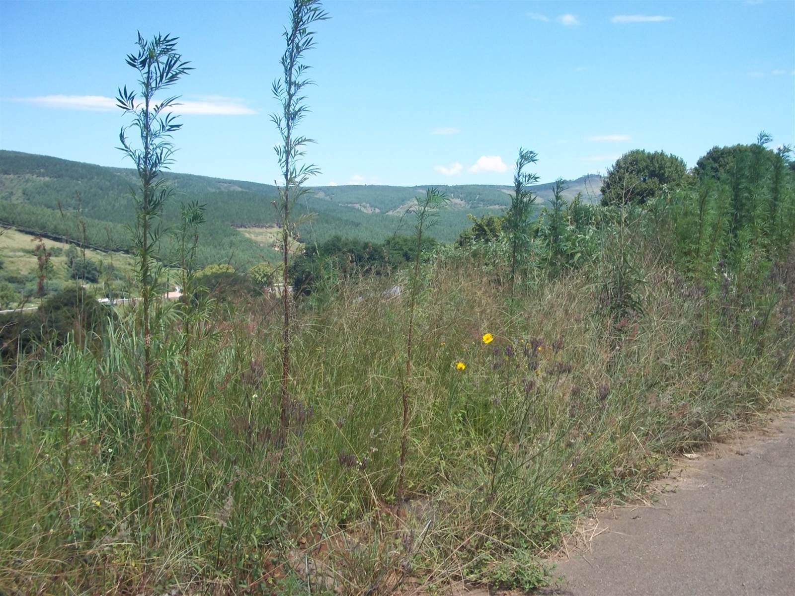 1806 m² Land available in Sabie photo number 2