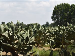 2 ha Smallholding in Mooilande