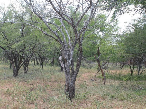 2000 m² Land available in Marloth Park