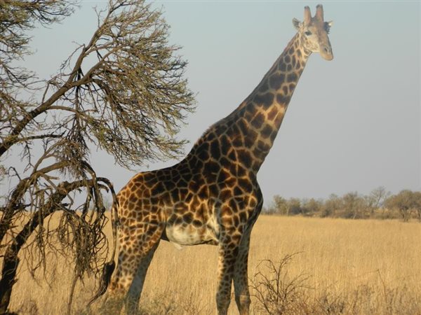 2261 m² Land available in Lekwena Wildlife Estate