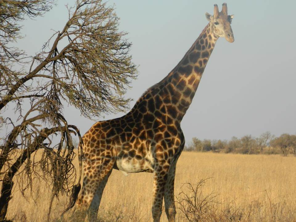 2261 m² Land available in Lekwena Wildlife Estate photo number 1