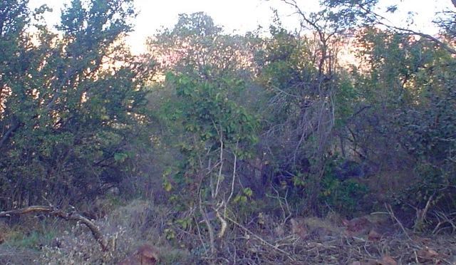 1289 m² Land available in Thabazimbi photo number 5