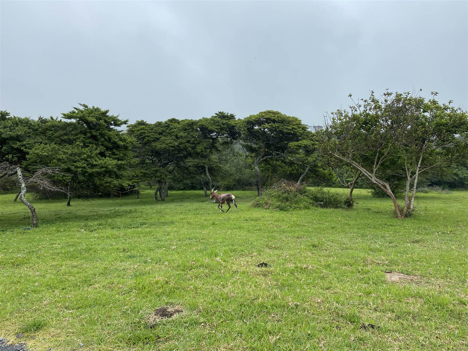 834 m² Land available in Cove Rock photo number 5