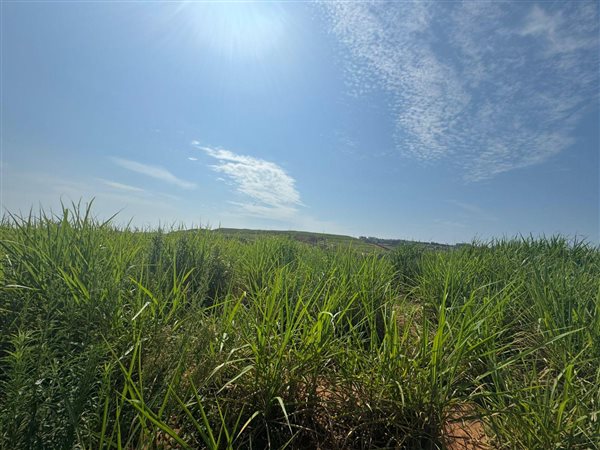 736 m² Land