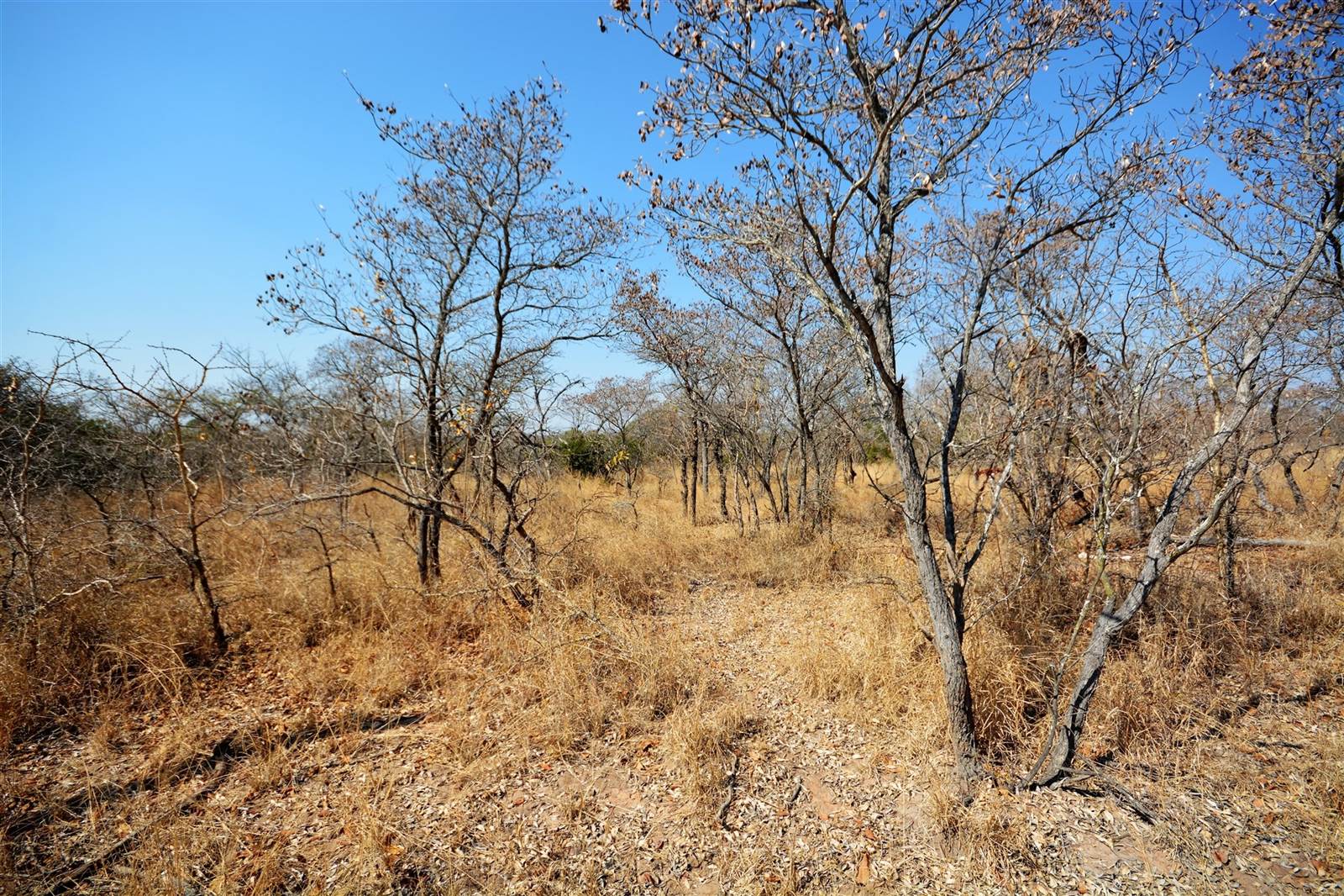 1 ha Land available in Moditlo Nature Reserve photo number 10