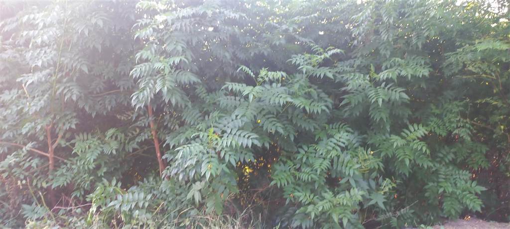 678 m² Land available in Luganda photo number 4