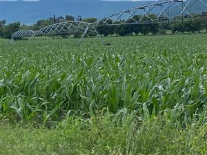 20 ha Farm in Weenen