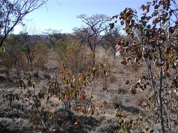 3 ha Land available in Vaalwater