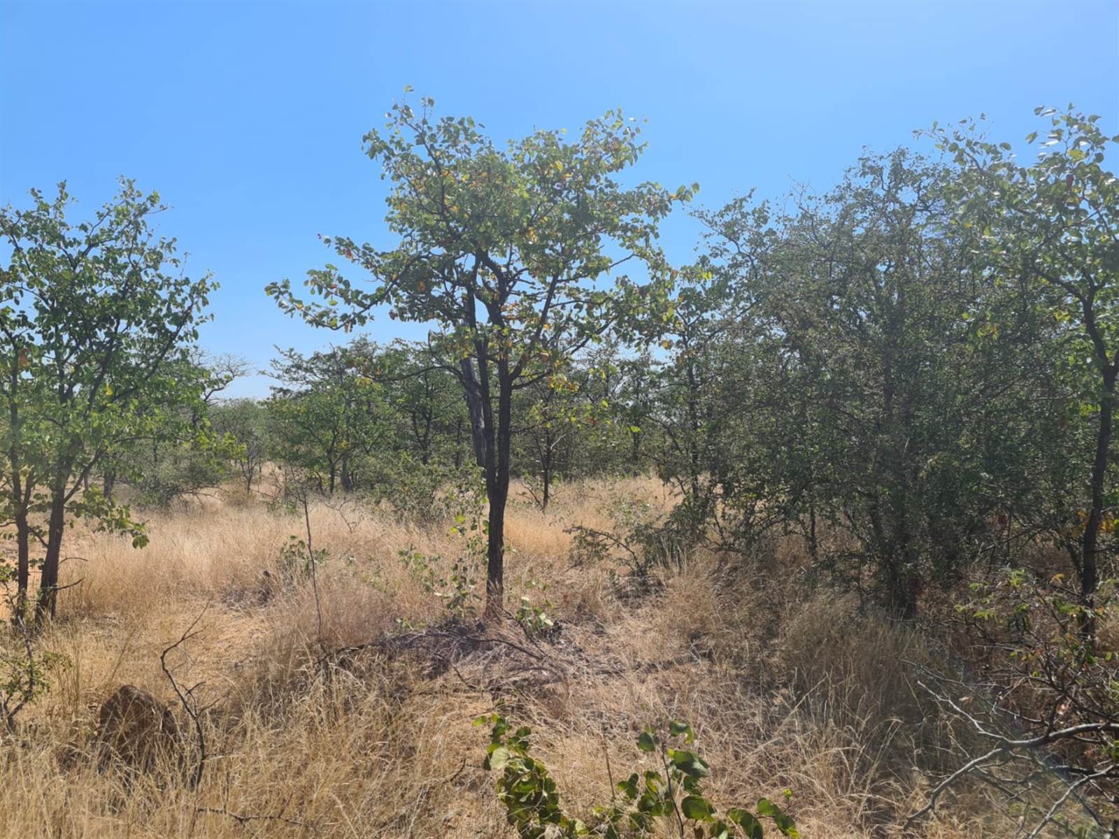 21 ha Land available in Phalaborwa photo number 5