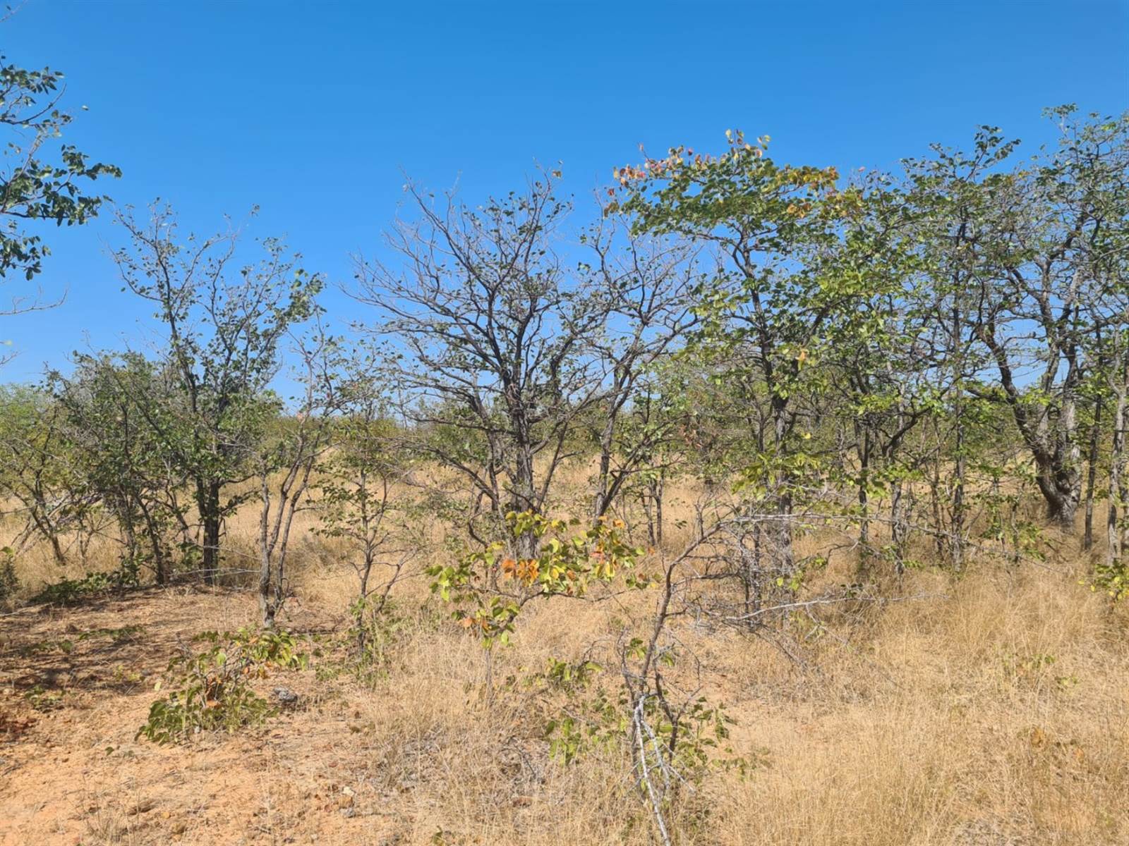 21 ha Land available in Phalaborwa photo number 7