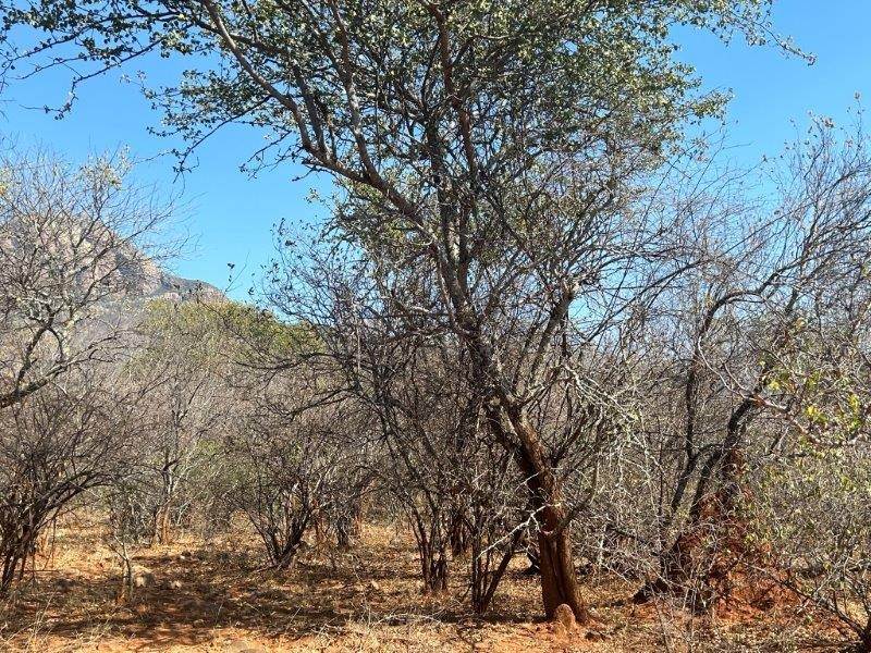 9889 m² Land available in Hoedspruit photo number 7