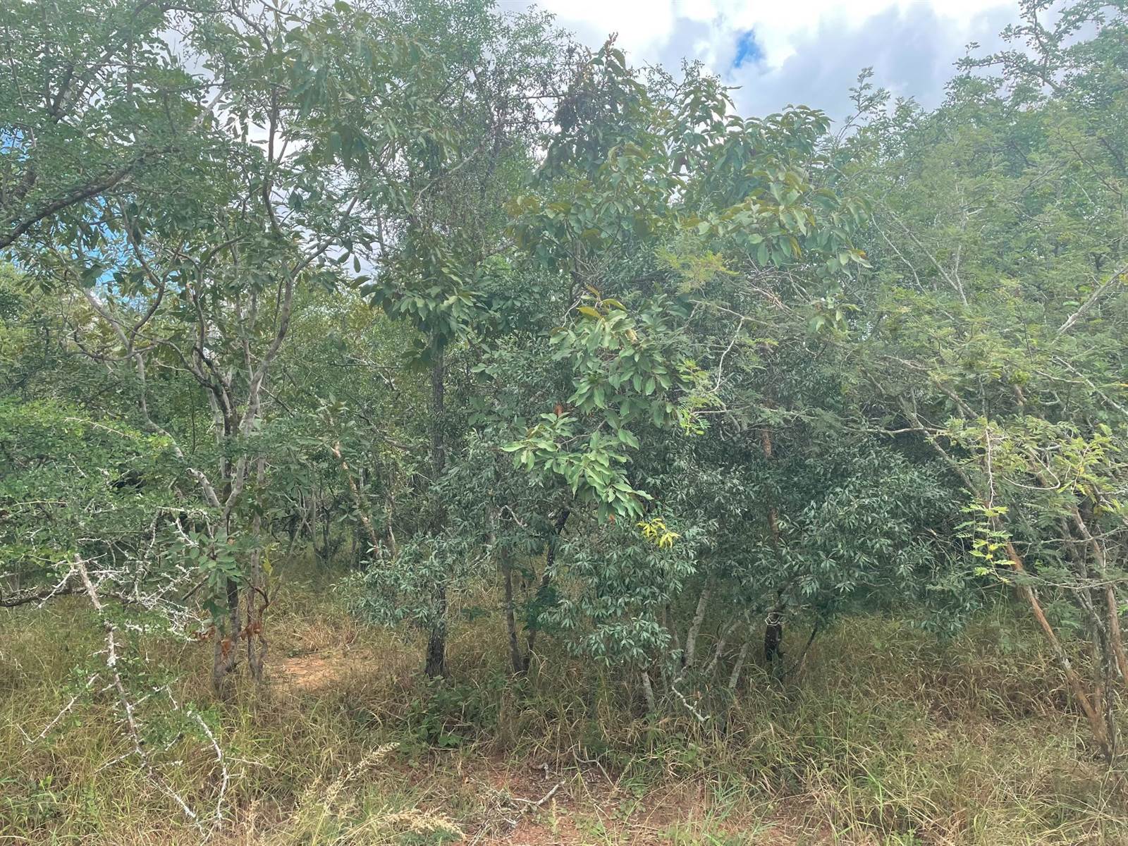 9850 m² Land available in Hoedspruit photo number 6