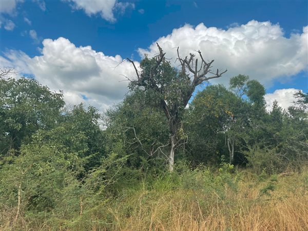 9850 m² Land available in Hoedspruit