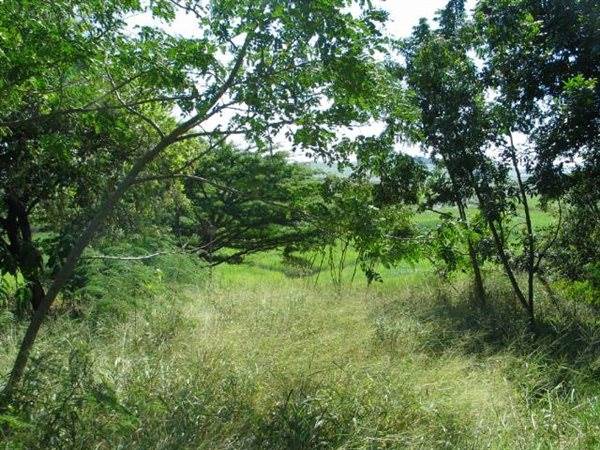4125 m² Land available in Zinkwazi Beach photo number 5