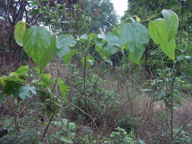 750 m² Land available in Sabie photo number 4