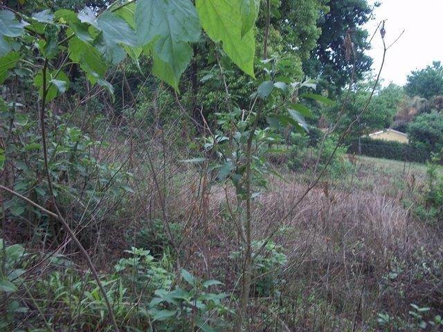 750 m² Land available in Sabie photo number 2
