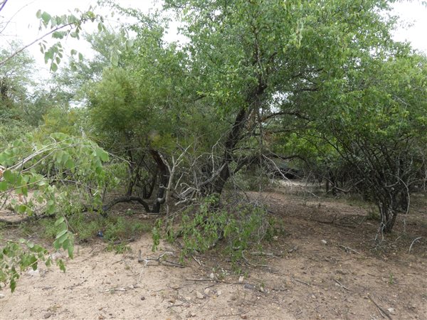 1618 m² Land available in Marloth Park