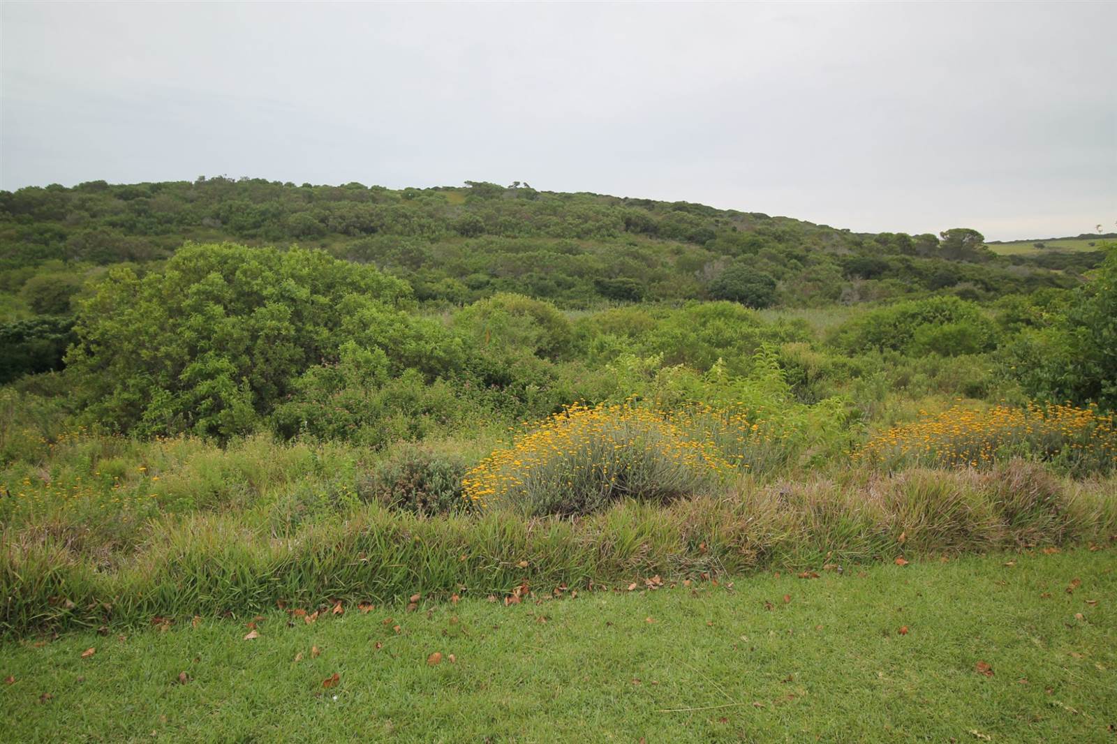 1233 m² Land available in Forest Downs photo number 1