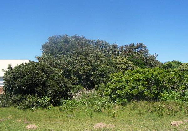 1011 m² Land available in Cannon Rocks photo number 4