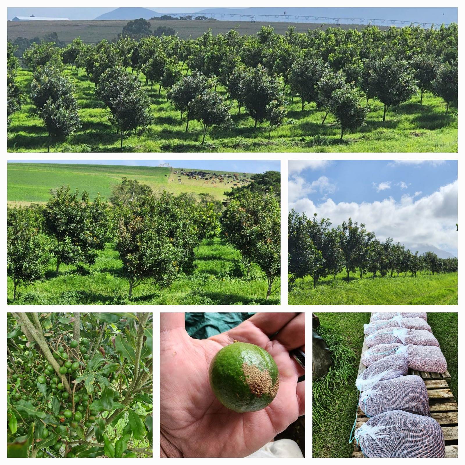 6.1 ha Farm in George Rural photo number 4