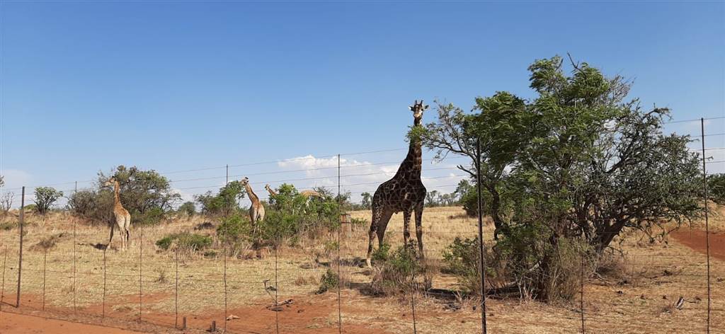 2006 m² Land available in Lekwena Wildlife Estate photo number 24