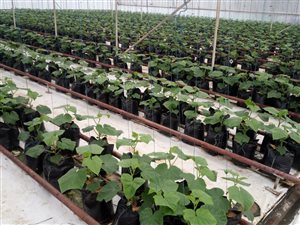 20 ha Farm in Valley Settlements AH