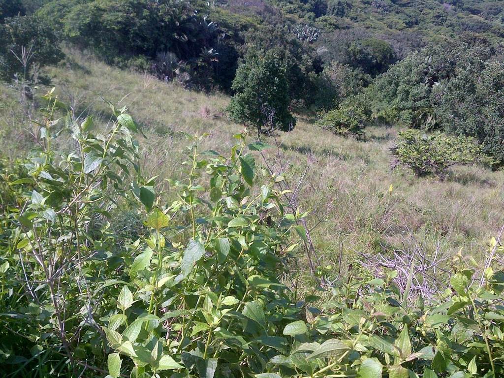 740 m² Land available in Woodgrange photo number 4