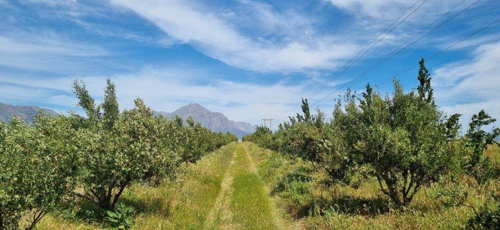 177 ha Farm in Tulbagh photo number 11