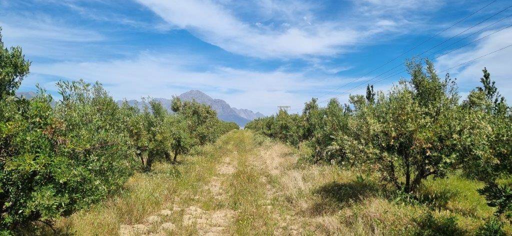 177 ha Farm in Tulbagh photo number 13