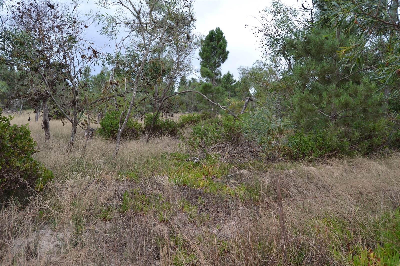 5670 m² Land available in Albertinia photo number 4