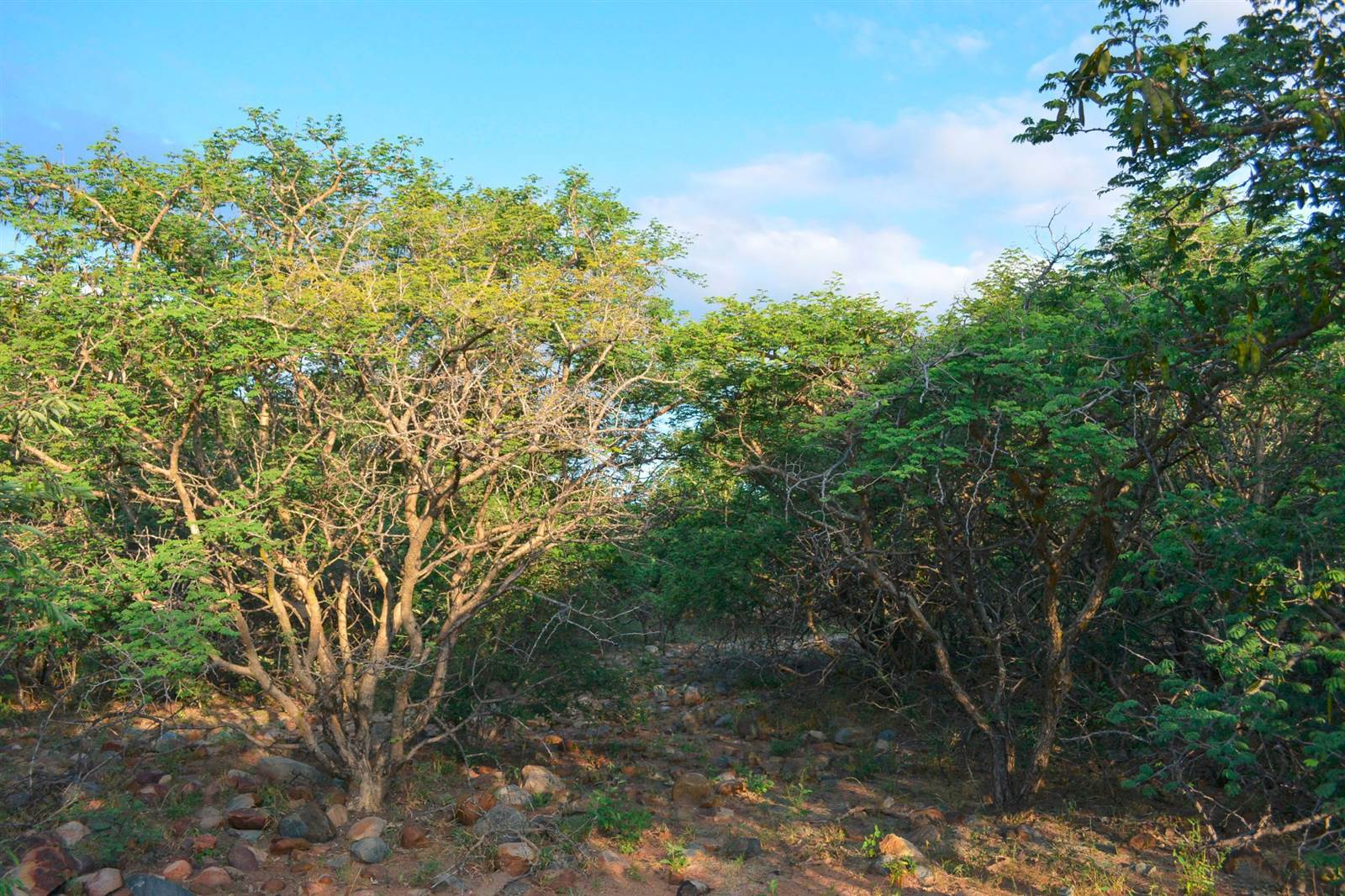 3055 m² Land available in Blyde Wildlife Estate photo number 13