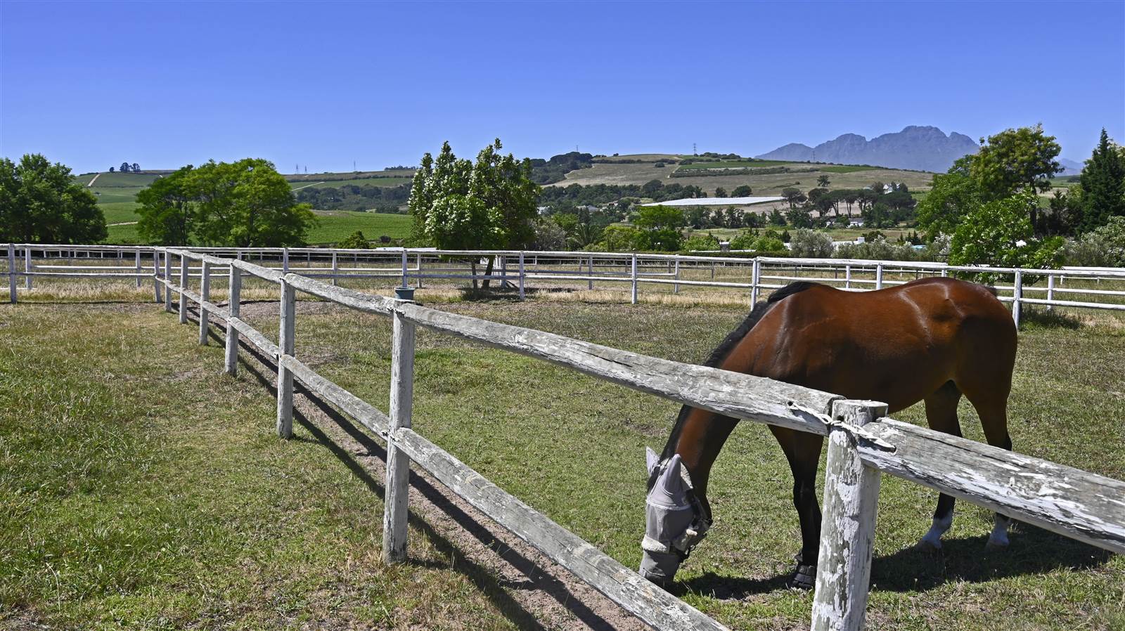 2.2 ha Smallholding in Stellenbosch Agricultural photo number 27
