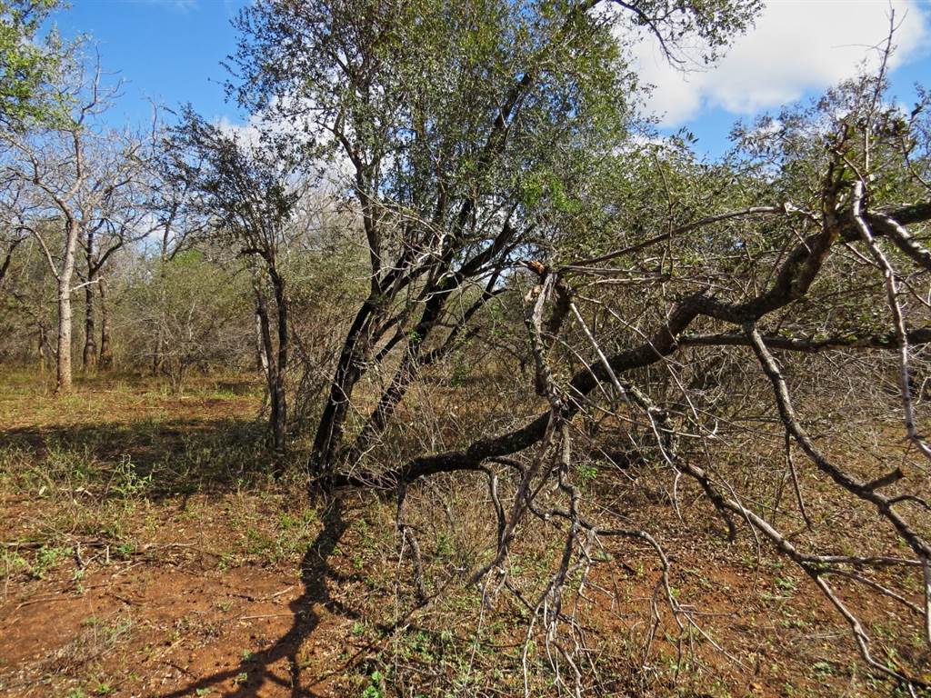 1580 m² Land available in Marloth Park photo number 6
