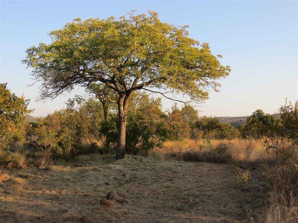 2500 m² Land available in Zwartkloof Private Game Reserve photo number 4