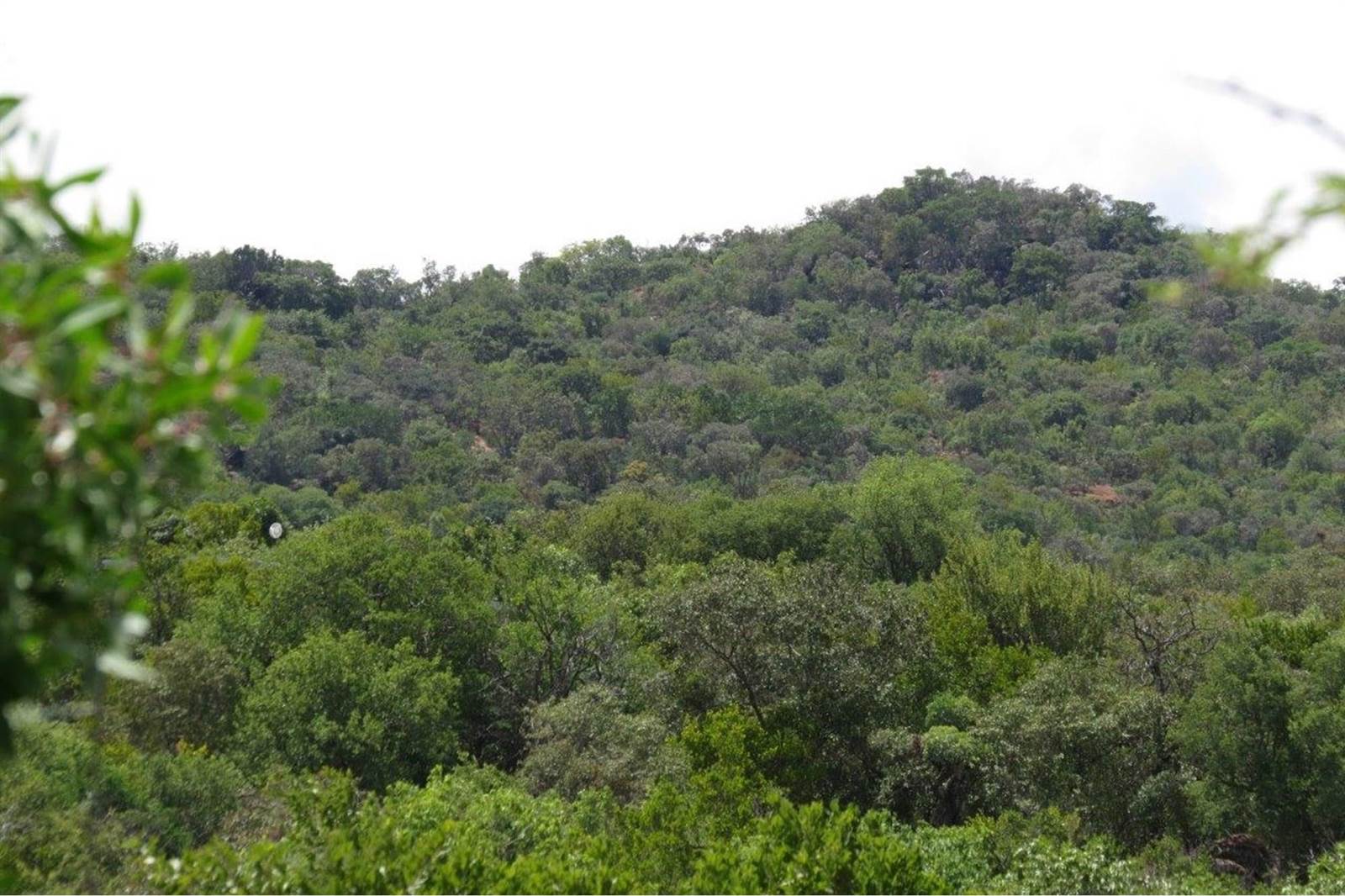 2500 m² Land available in Zwartkloof Private Game Reserve photo number 3