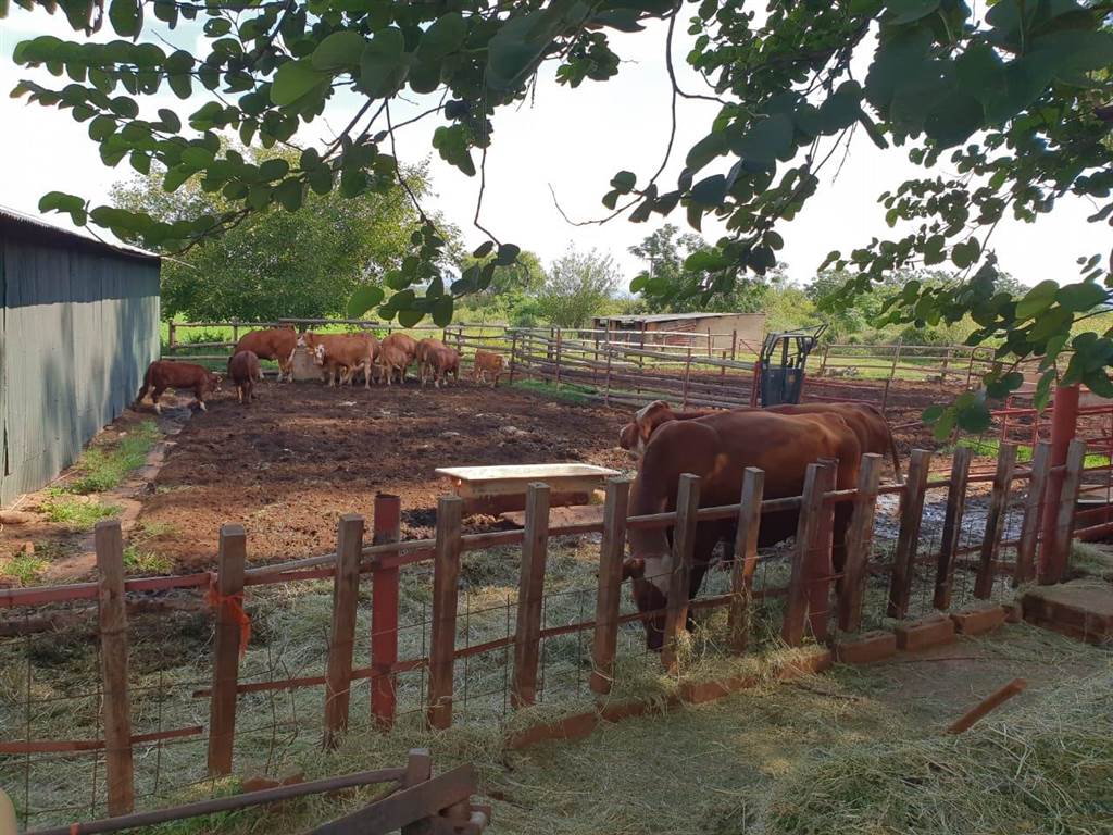 21.4 ha Farm in Hartbeesfontein photo number 23