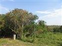 1560 m² Land available in Bathurst and Surrounds photo number 4