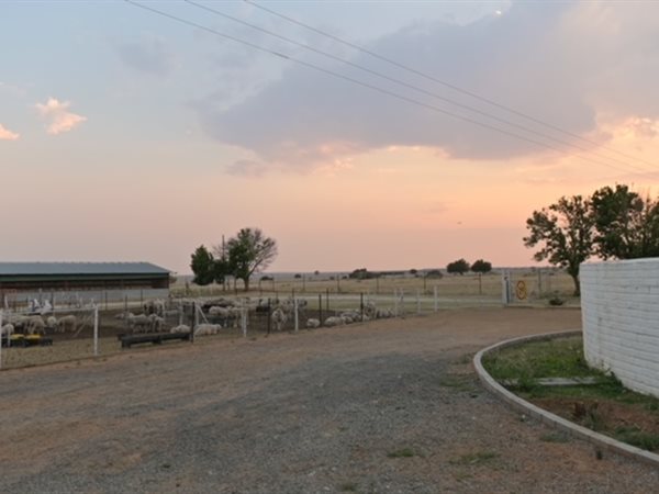 295 ha Farm in Bultfontein