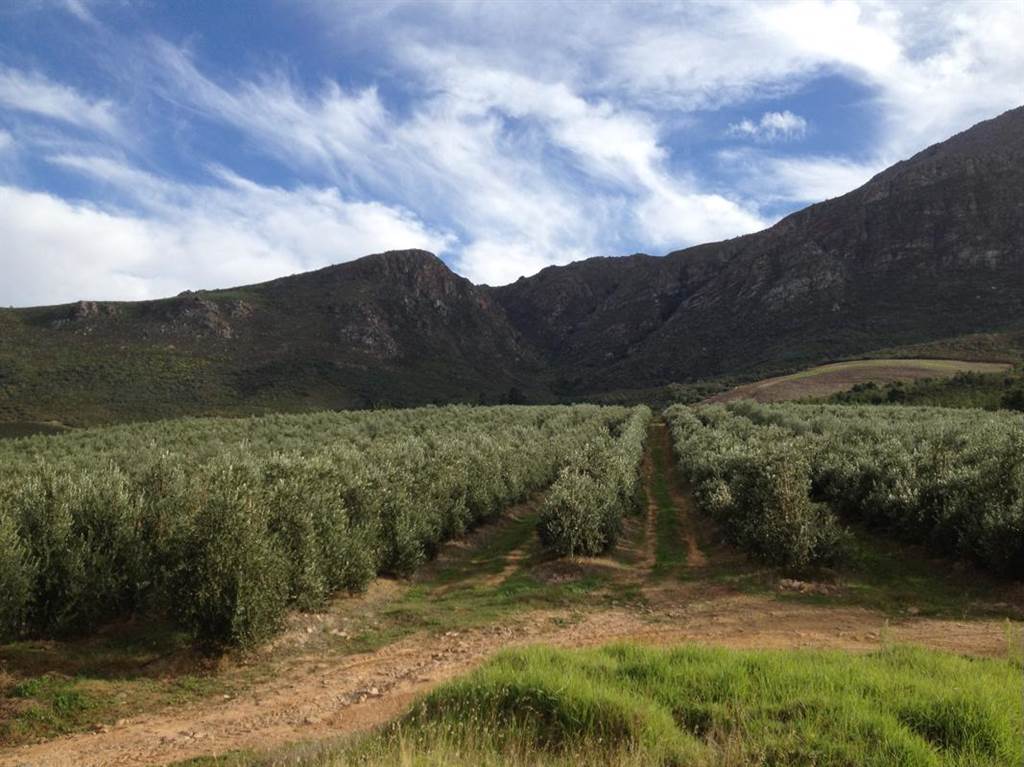 238.5 ha Farm in Tulbagh photo number 15