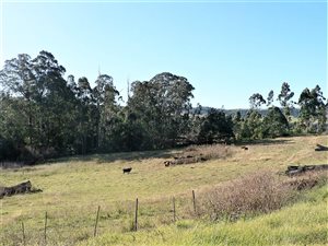 2.2 ha Land available in Balgowan