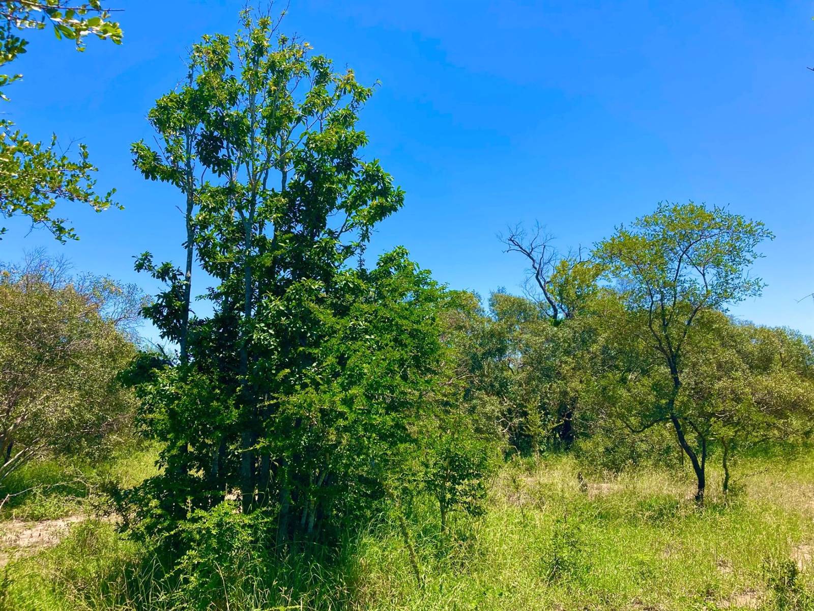 9561 m² Land available in Moditlo Nature Reserve photo number 6