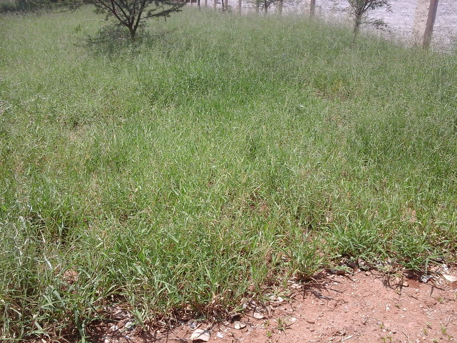 601 m² Land available in Serala View photo number 2
