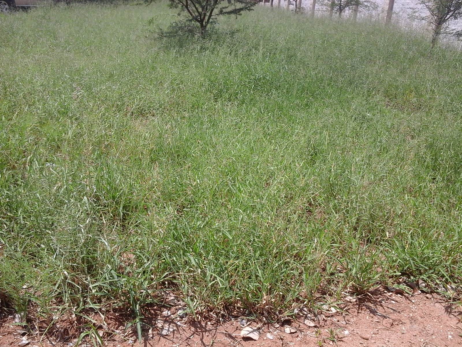 601 m² Land available in Serala View photo number 6