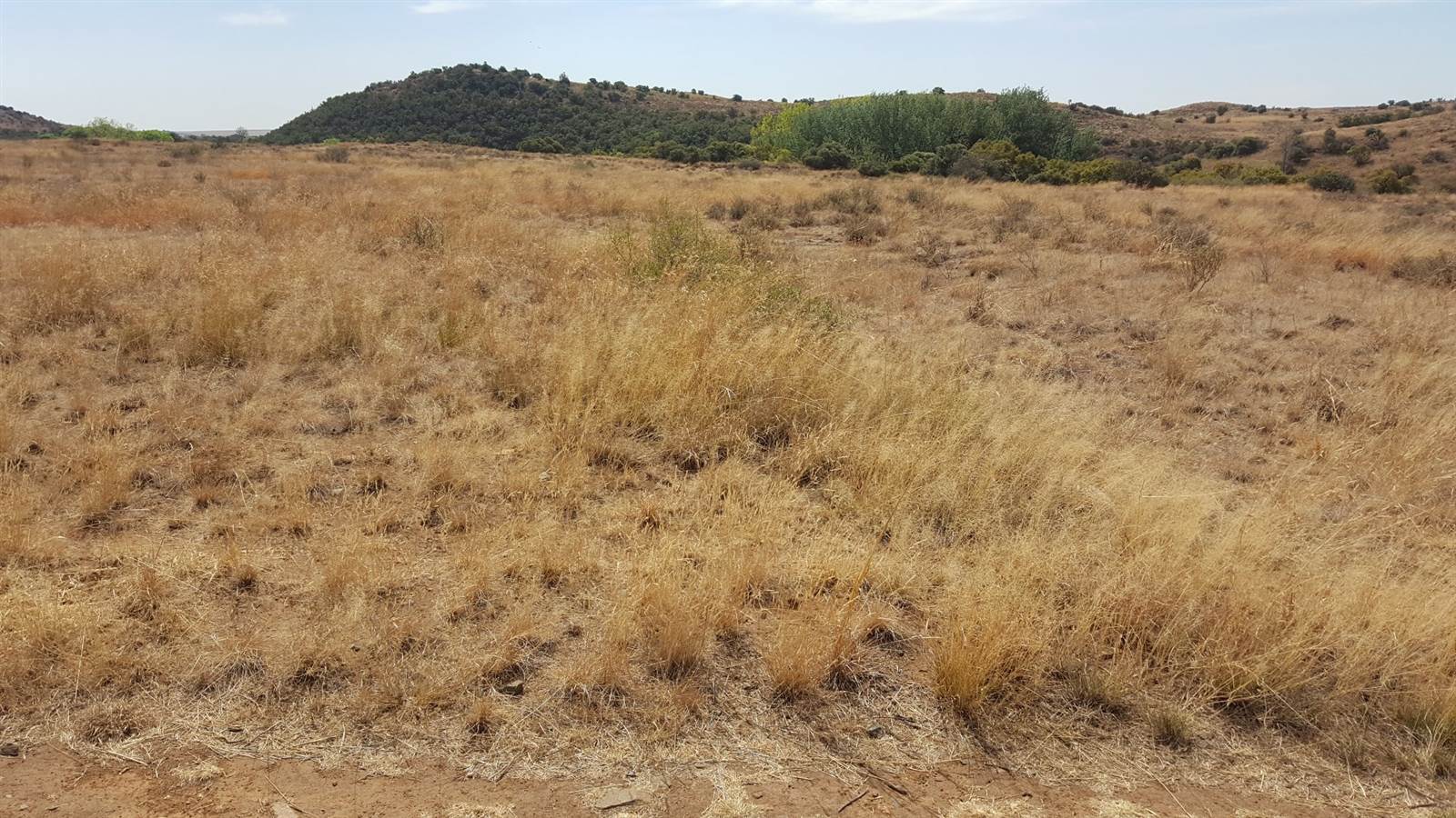 684 m² Land available in Wild Olive Estate photo number 4