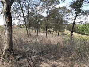 3.1 ha Land available in Manderston
