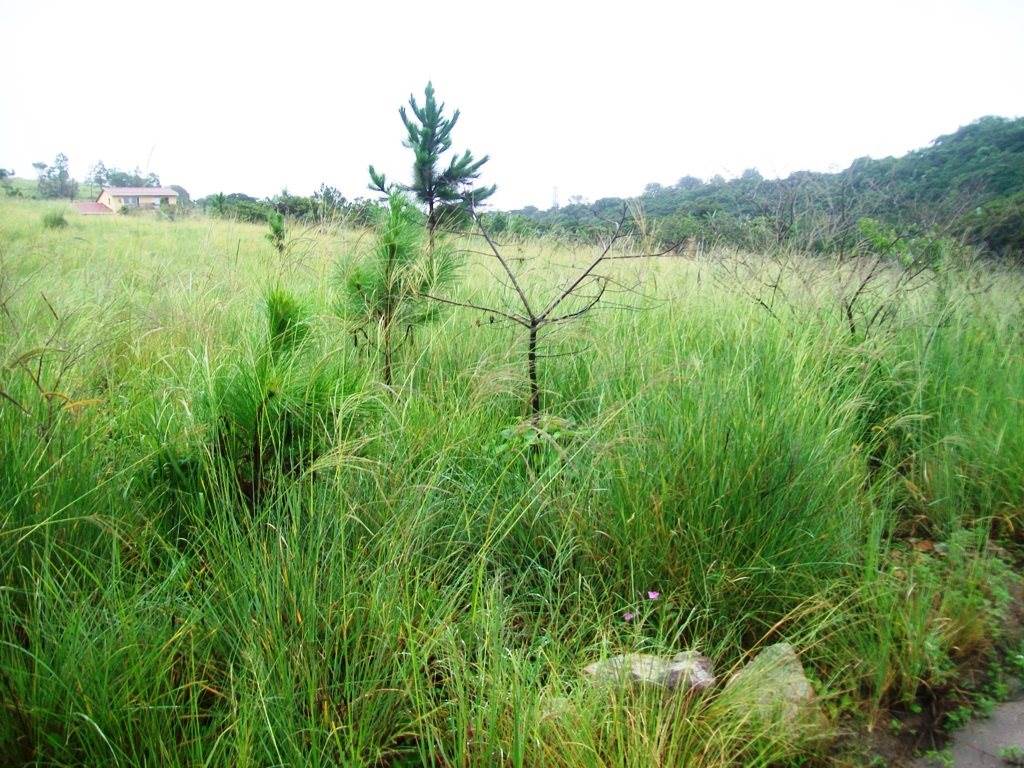 1017 m² Land available in Margate photo number 3