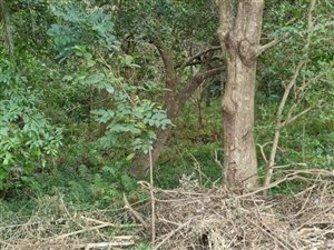 1070 m² Land available in Pennington