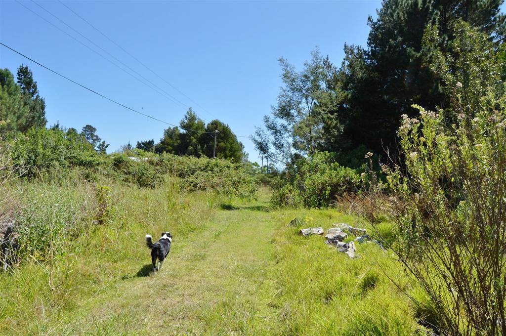 5.5 ha Farm in Harkerville photo number 6