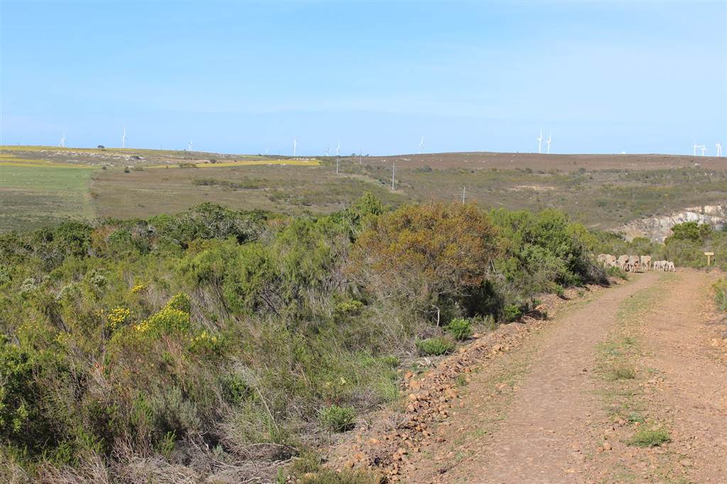 37 ha Farm in Humansdorp photo number 20